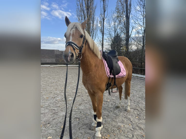 German Riding Pony Stallion 6 years 14,2 hh Palomino in Wałbrzych
