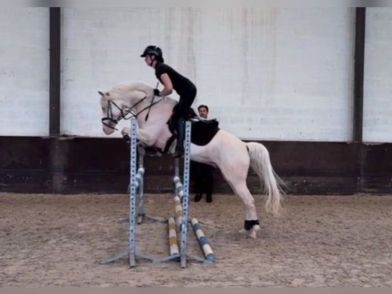 German Riding Pony Stallion 7 years 14,1 hh Cremello in Beaxem