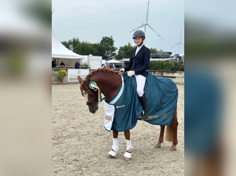 German Riding Pony Stallion 7 years 14,1 hh Chestnut-Red in Todenb&#xFC;ttel