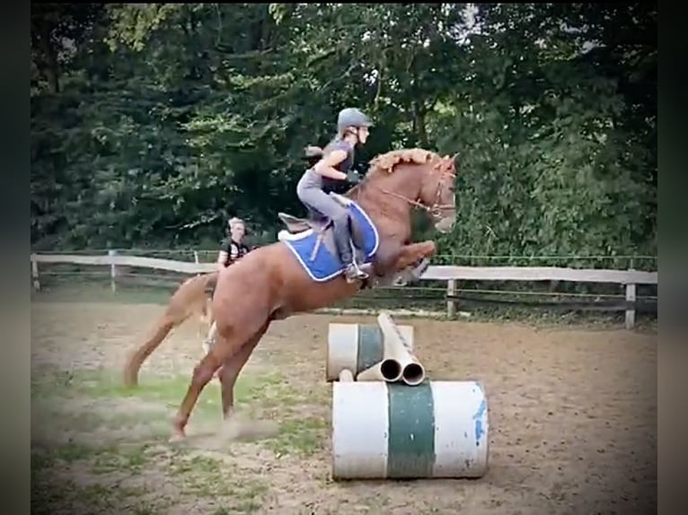 German Riding Pony Stallion 7 years 14,1 hh Chestnut-Red in Todenb&#xFC;ttel