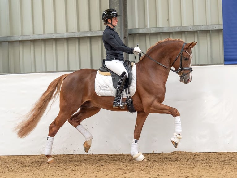 German Riding Pony Stallion 7 years 15 hh in Bedburg