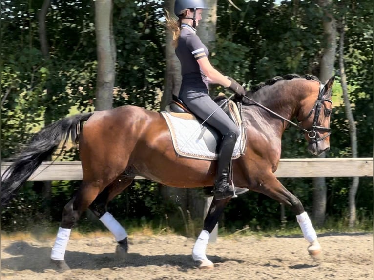German Riding Pony Stallion 8 years 14.1 hh Bay-Dark in Süderlügum