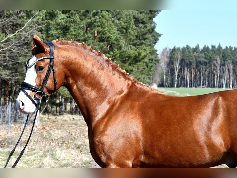 German Riding Pony Stallion 8 years 14.1 hh Chestnut-Red in Treuenbrietzen
