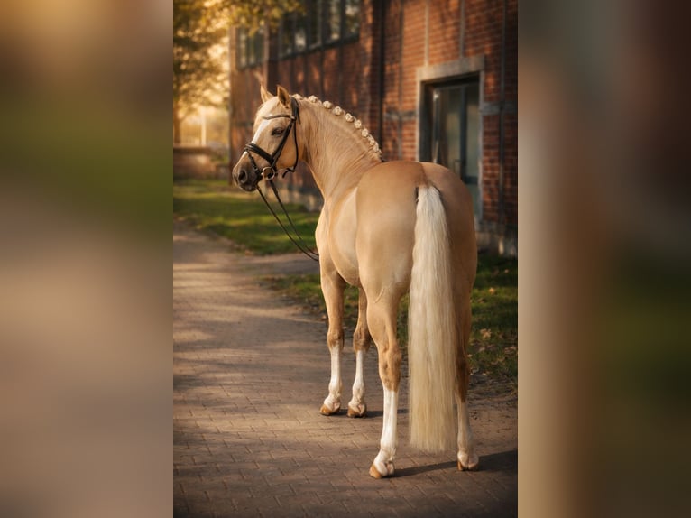 German Riding Pony Stallion 8 years 14.1 hh Dunalino in Köln