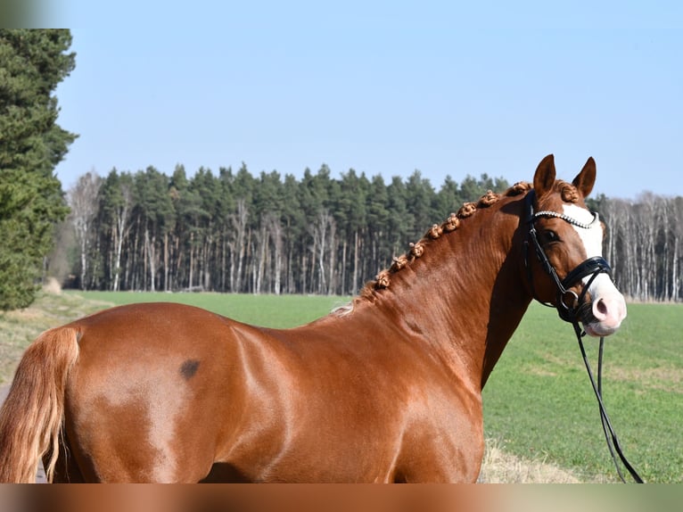 German Riding Pony Stallion 8 years 14,1 hh Chestnut-Red in Treuenbrietzen