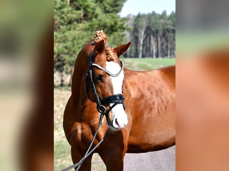 German Riding Pony Stallion 8 years 14,1 hh Chestnut-Red in Treuenbrietzen