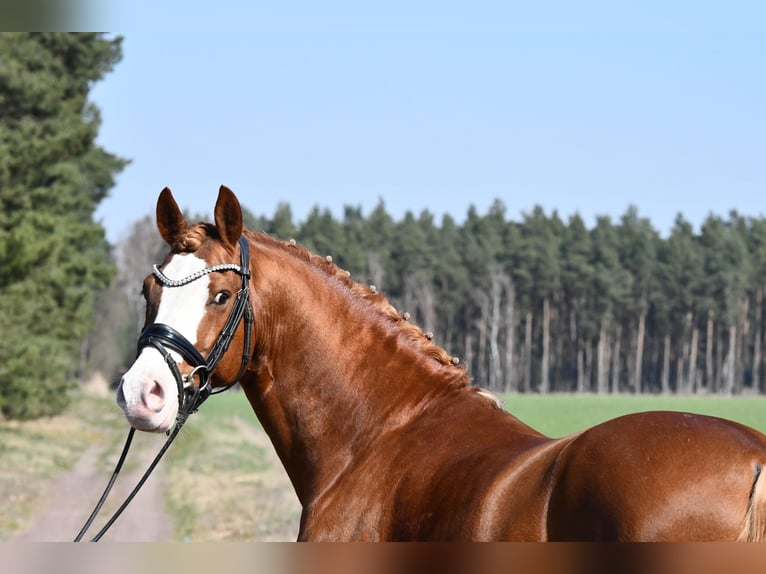 German Riding Pony Stallion 8 years 14,1 hh Chestnut-Red in Treuenbrietzen