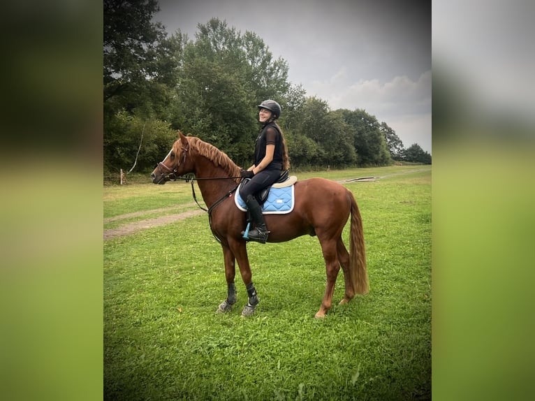 German Riding Pony Stallion 8 years 14,1 hh Chestnut-Red in Todenbüttel