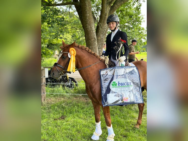 German Riding Pony Stallion 8 years 14,1 hh Chestnut-Red in Todenbüttel