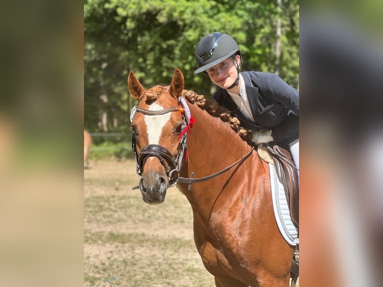 German Riding Pony Stallion 8 years 14,1 hh Chestnut-Red in Todenbüttel