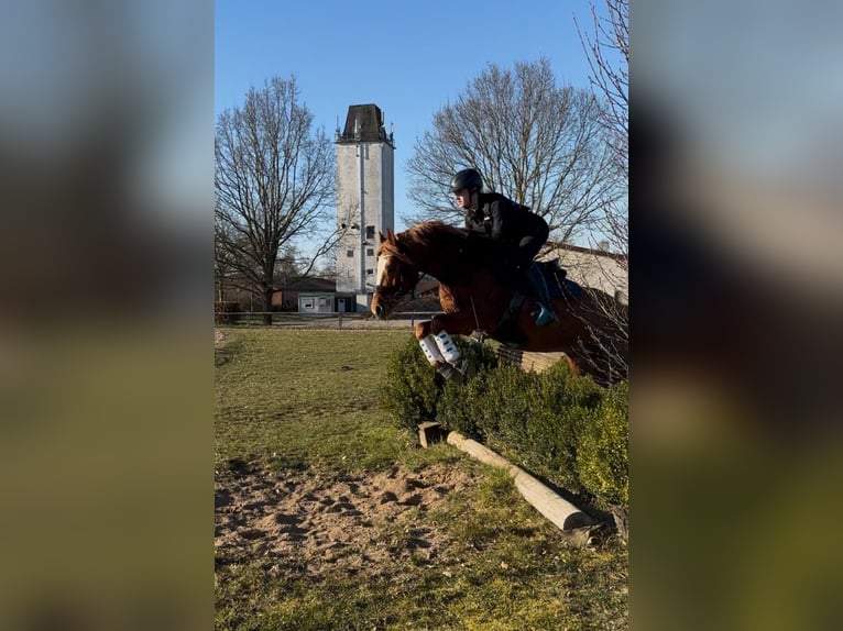 German Riding Pony Stallion 8 years 14,1 hh Chestnut-Red in Todenbüttel