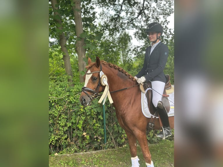 German Riding Pony Stallion 8 years 14,1 hh Chestnut-Red in Todenbüttel