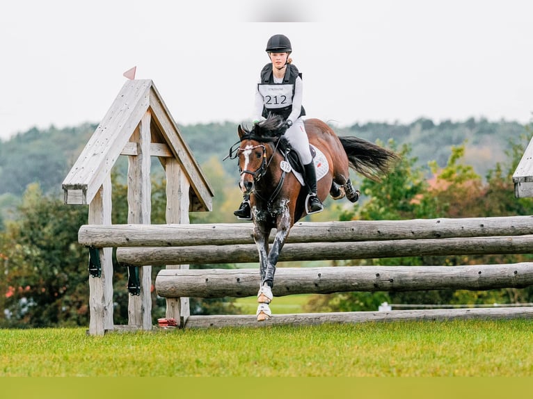 German Riding Pony Stallion 9 years 14,1 hh Bay-Dark in Dörpstedt