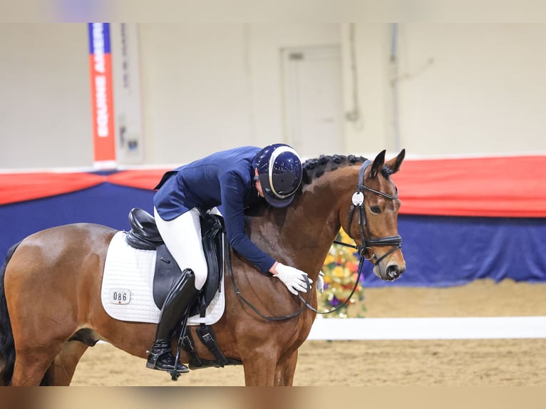 German Riding Pony Stallion 9 years 14,1 hh Bay in Barnsley