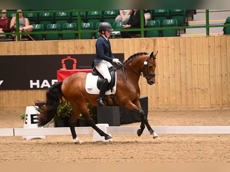 German Riding Pony Stallion 9 years 14,1 hh Bay in Barnsley