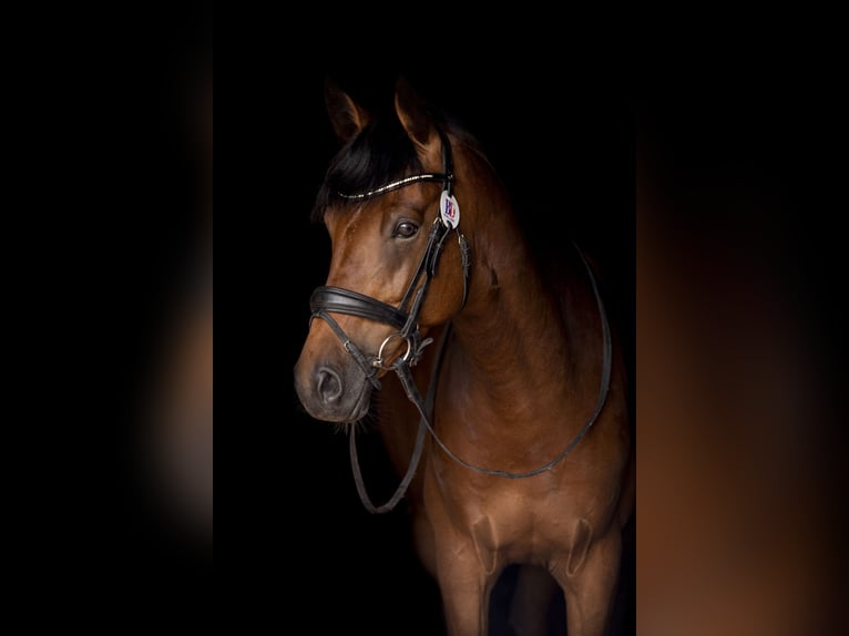 German Riding Pony Stallion 9 years 14,1 hh Bay in Barnsley