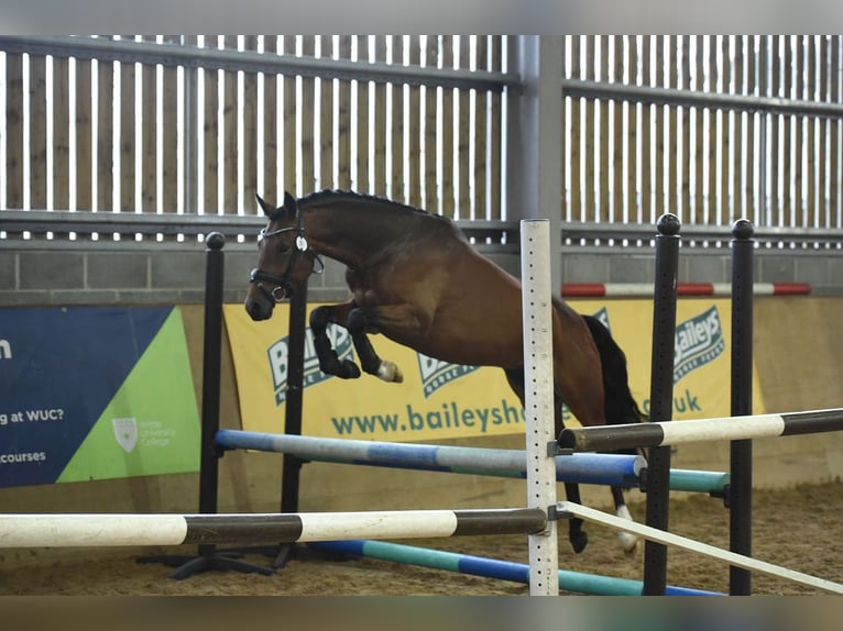 German Riding Pony Stallion 9 years 14,1 hh Bay in Barnsley