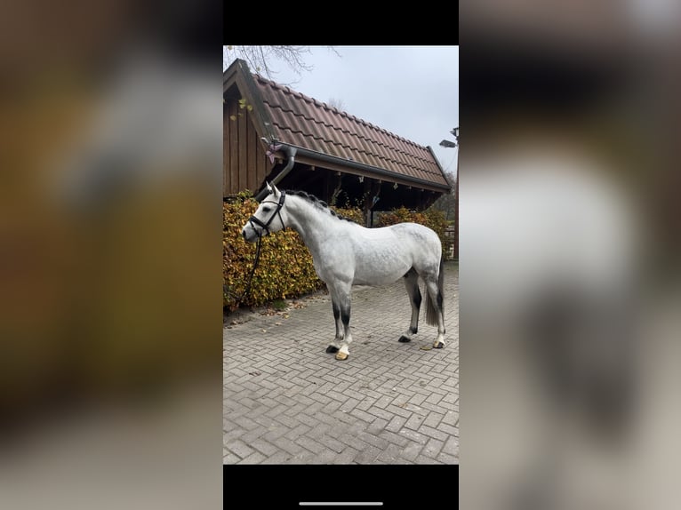 German Riding Pony Stallion 9 years 14,1 hh Gray-Dark-Tan in Rastede