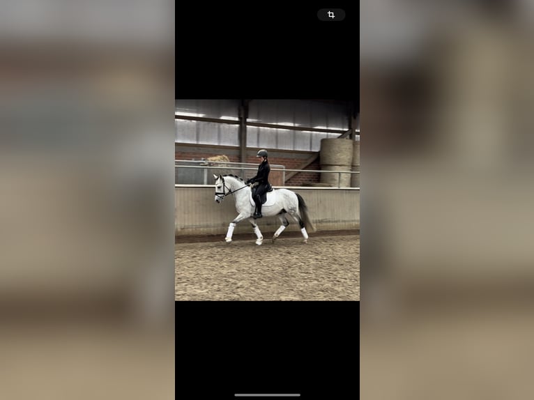 German Riding Pony Stallion 9 years 14,1 hh Gray-Dark-Tan in Rastede