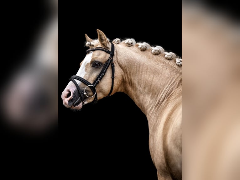 German Riding Pony Stallion 9 years 14.1 hh Palomino in Schönwalde