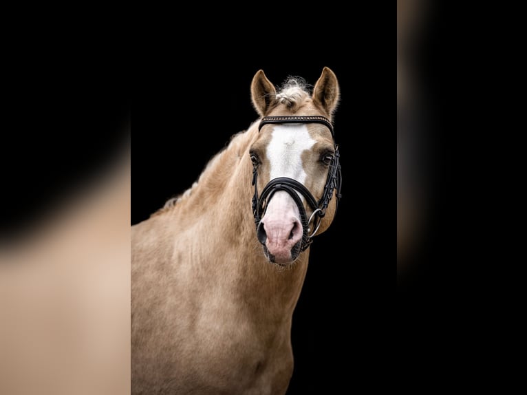 German Riding Pony Stallion 9 years 14.1 hh Palomino in Schönwalde