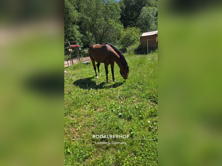 German Riding Pony Stallion 9 years 14.2 hh Brown in Münchweiler an der Rodalb