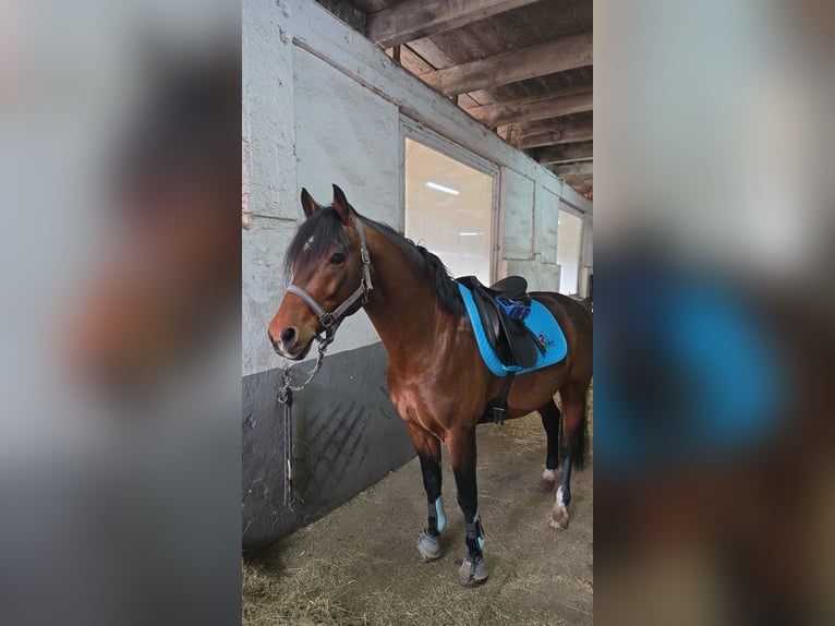 German Riding Pony Stallion 9 years 14.2 hh Brown in Münchweiler an der Rodalb