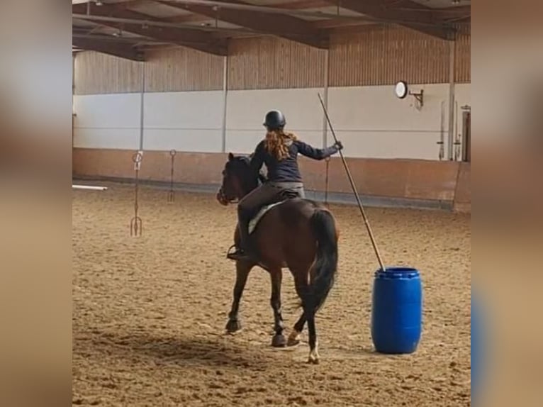 German Riding Pony Stallion 9 years 14.2 hh Brown in Münchweiler an der Rodalb
