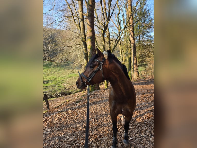 German Riding Pony Stallion 9 years 14.2 hh Brown in Münchweiler an der Rodalb