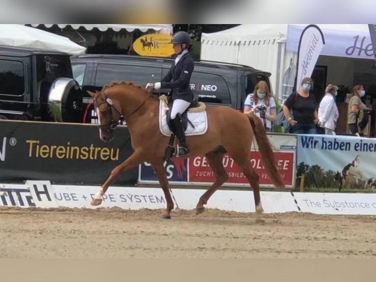 German Riding Pony Stallion 9 years 14.2 hh Dun in Achim