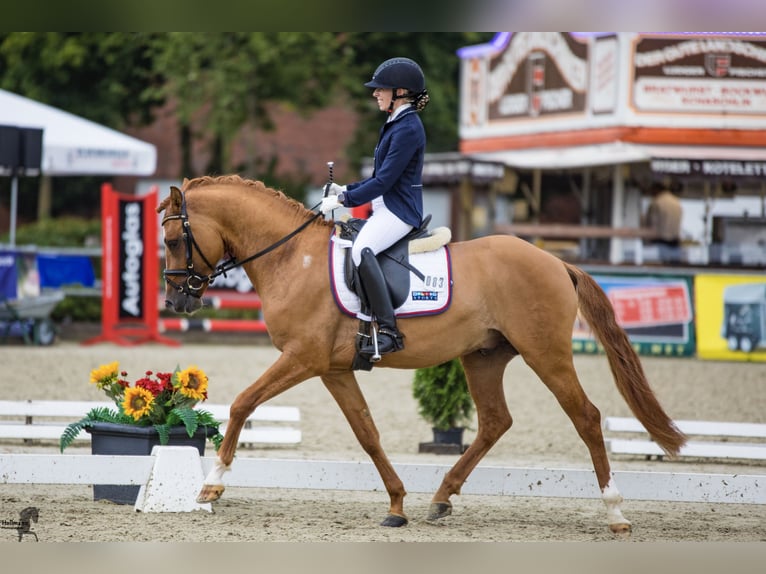 German Riding Pony Stallion 9 years 14.2 hh Dun in Achim