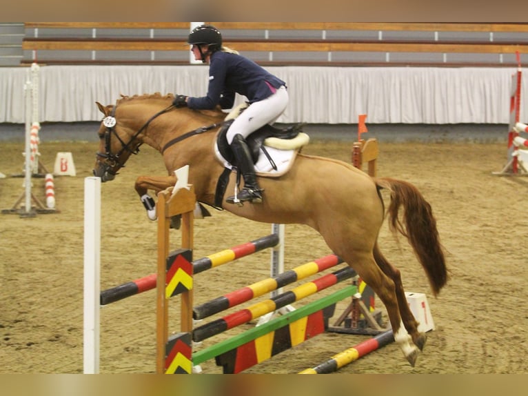 German Riding Pony Stallion 9 years 14.2 hh Dun in Achim