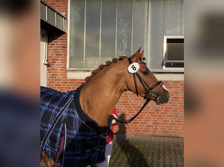 German Riding Pony Stallion 9 years 14.2 hh Dun in Achim