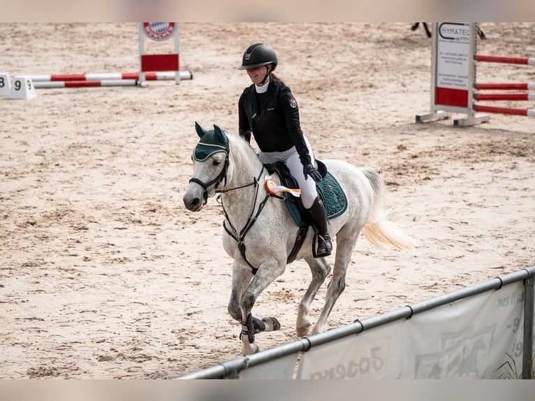 German Riding Pony Stallion 9 years 14.2 hh Grey in ErgoldsbacH