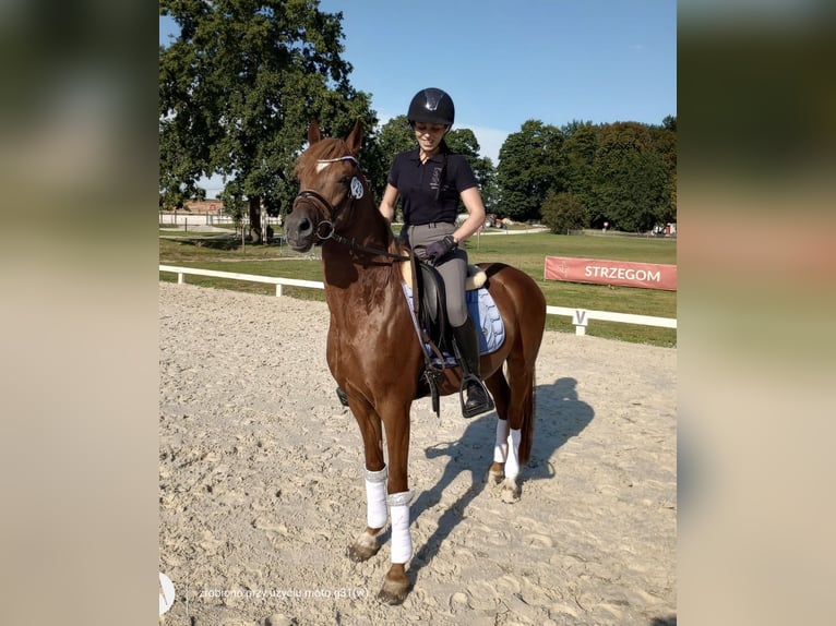 German Riding Pony Stallion 9 years 14,1 hh Chestnut-Red in Legnica