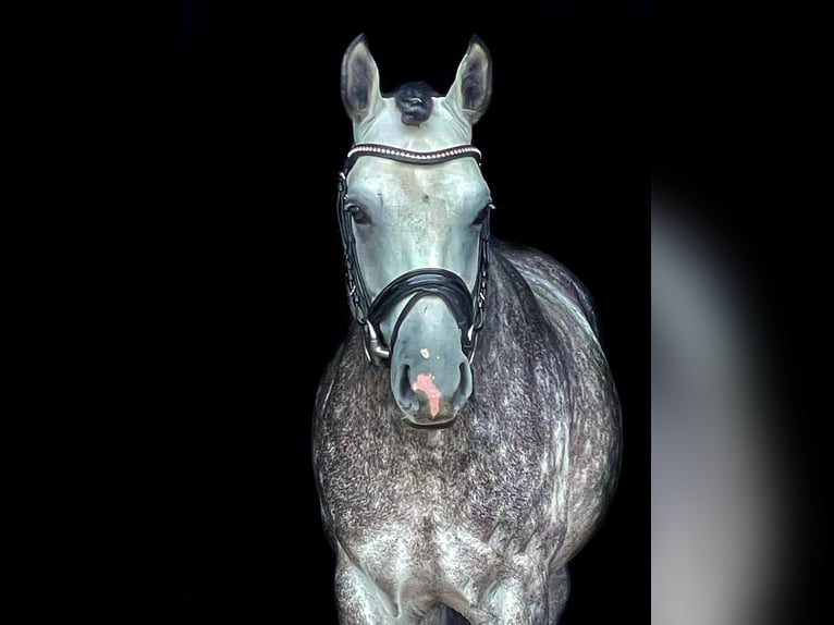 German Riding Pony Stallion 9 years 14,1 hh Grey-Dapple in Sch&#xF6;nwalde