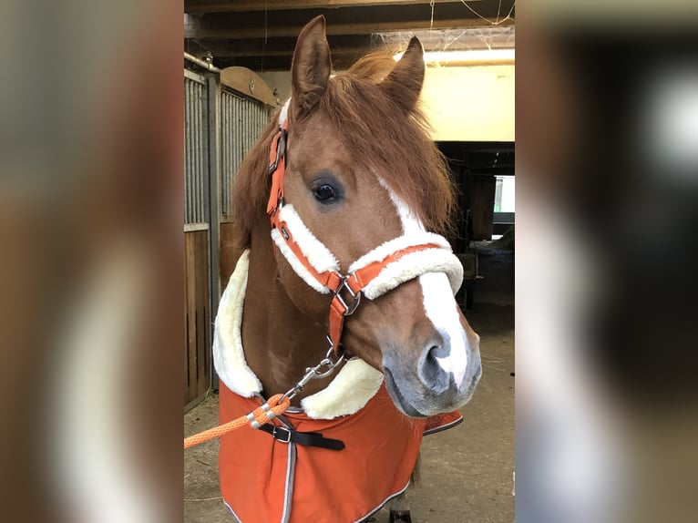 German Riding Pony Stallion 9 years 14,2 hh in Achim