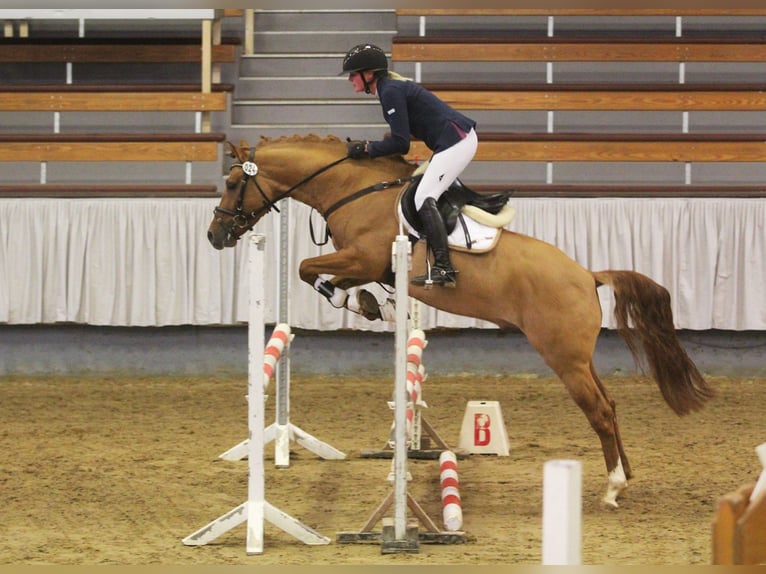 German Riding Pony Stallion 9 years 14,2 hh Dun in Achim