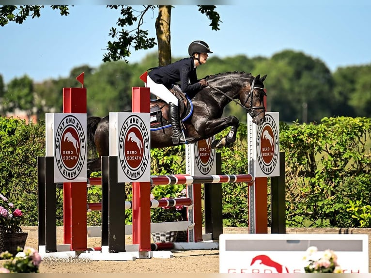 German Riding Pony Stallion Bay-Dark in Coesfeld