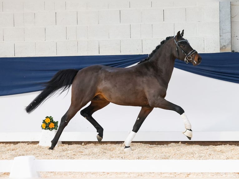 German Riding Pony Stallion Bay-Dark in Coesfeld