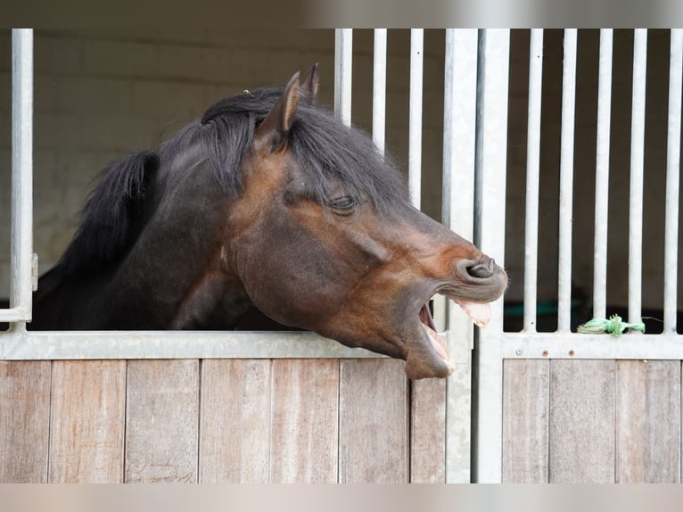 German Riding Pony Stallion Bay-Dark in Coesfeld