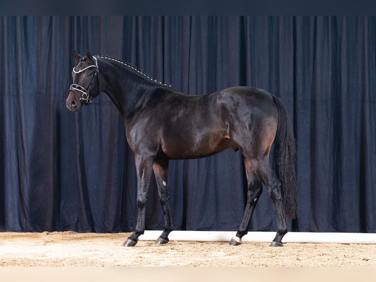German Riding Pony Stallion Bay-Dark in Coesfeld