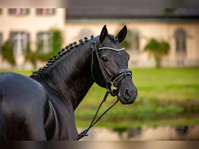 German Riding Pony Stallion Black in Esens