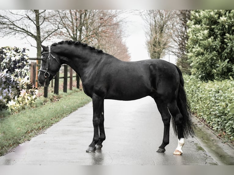 German Riding Pony Stallion Black in Coesfeld