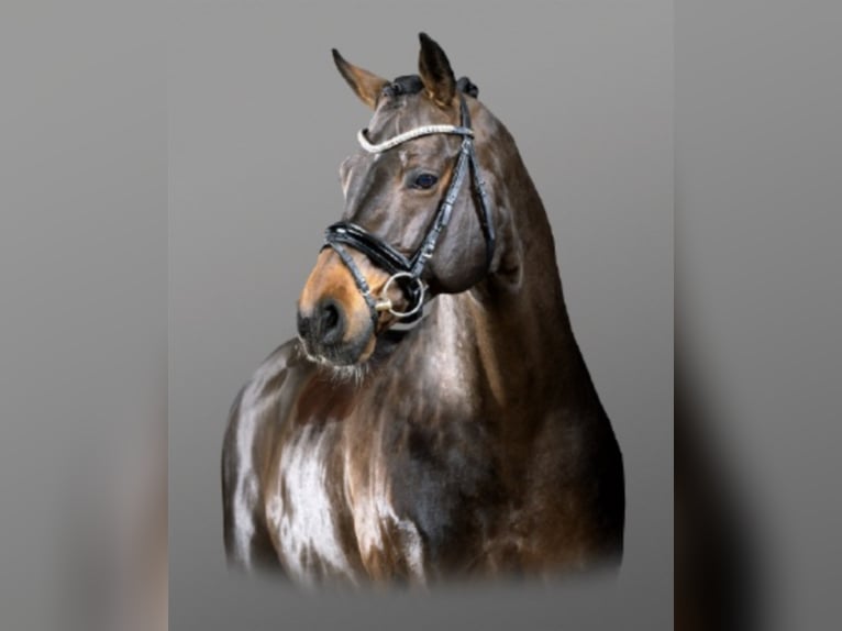 German Riding Pony Stallion Brown in Bedburg