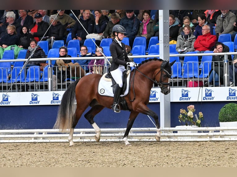German Riding Pony Stallion Brown in Lippetal