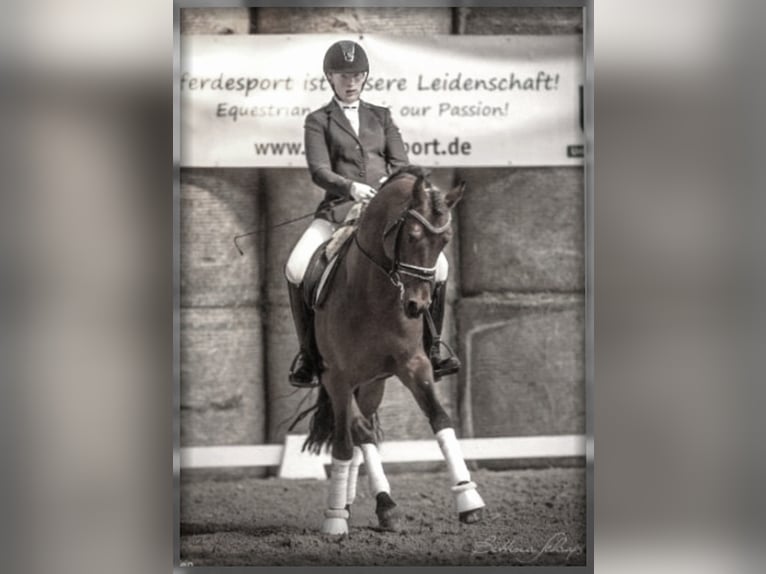German Riding Pony Stallion Brown in Zweibrücken