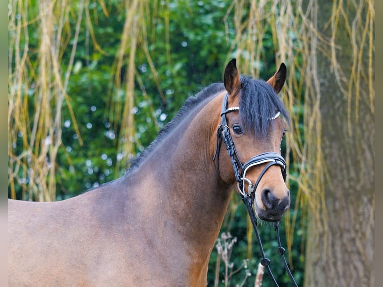 German Riding Pony Stallion Brown in Coesfeld