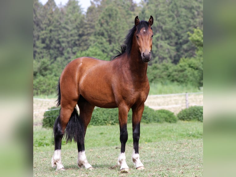 German Riding Pony Stallion Brown in Coesfeld