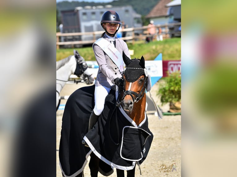 German Riding Pony Stallion Brown in Bochum